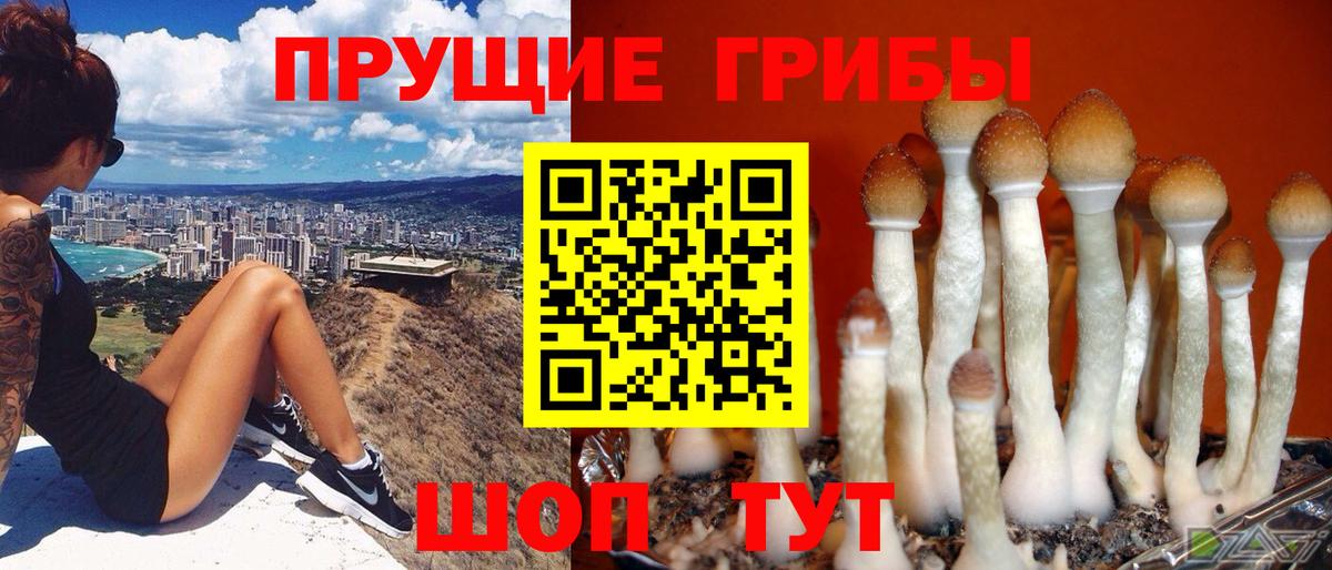 Псилоцибиновые грибы GOLDEN TEACHER  Вход с VPN  Нефтекумск 